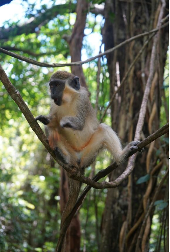 Barbados Travel Guide