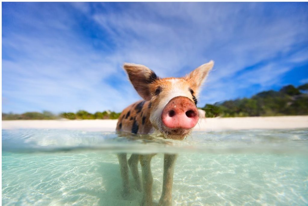 best resorts in the Bahamas