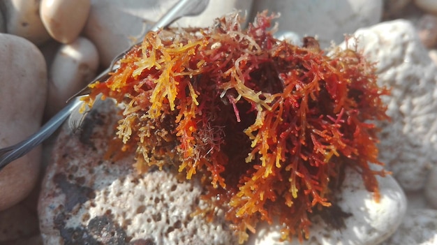 sargassum
